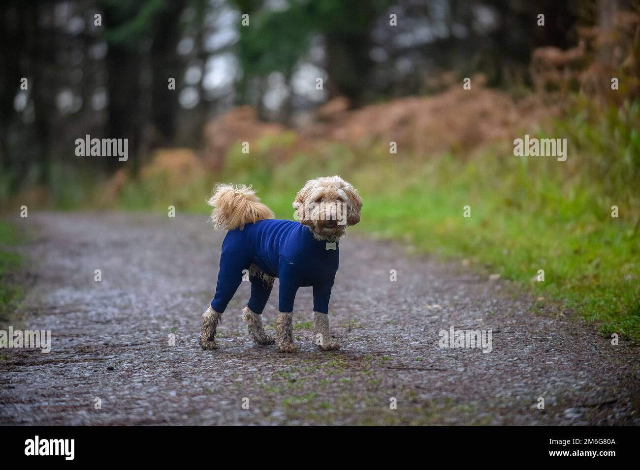Blonder Cockapoo in einem blauen Fleece-Hundeanzug, der auf einem Landweg steht und in die Kamera schaut. Stockfoto