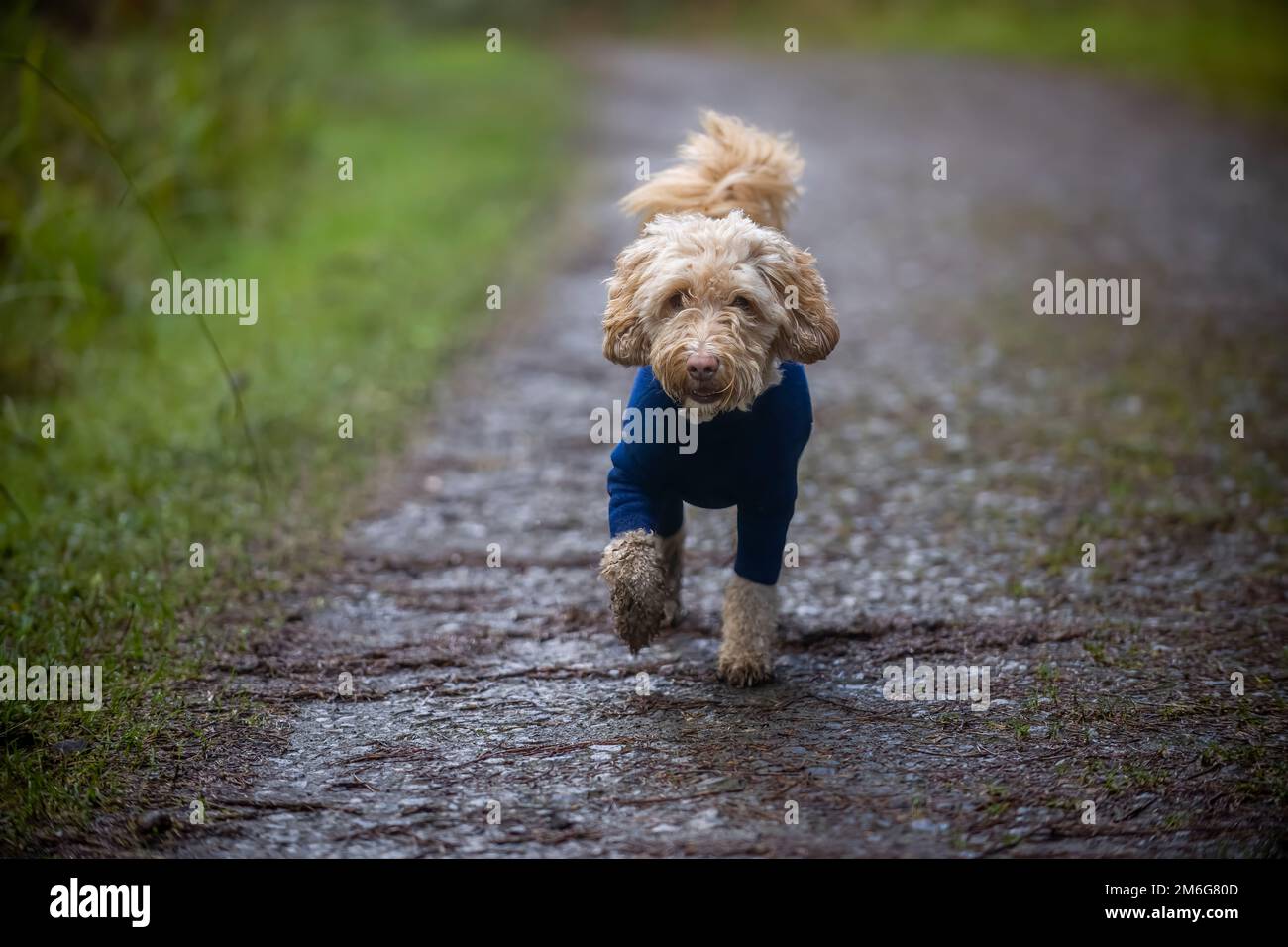 Blonder Cockapoo in einem blauen Fleece-Hundeanzug mit eingebauten Beinen, der in Richtung Kamera läuft, auf einem Landweg. UK Stockfoto