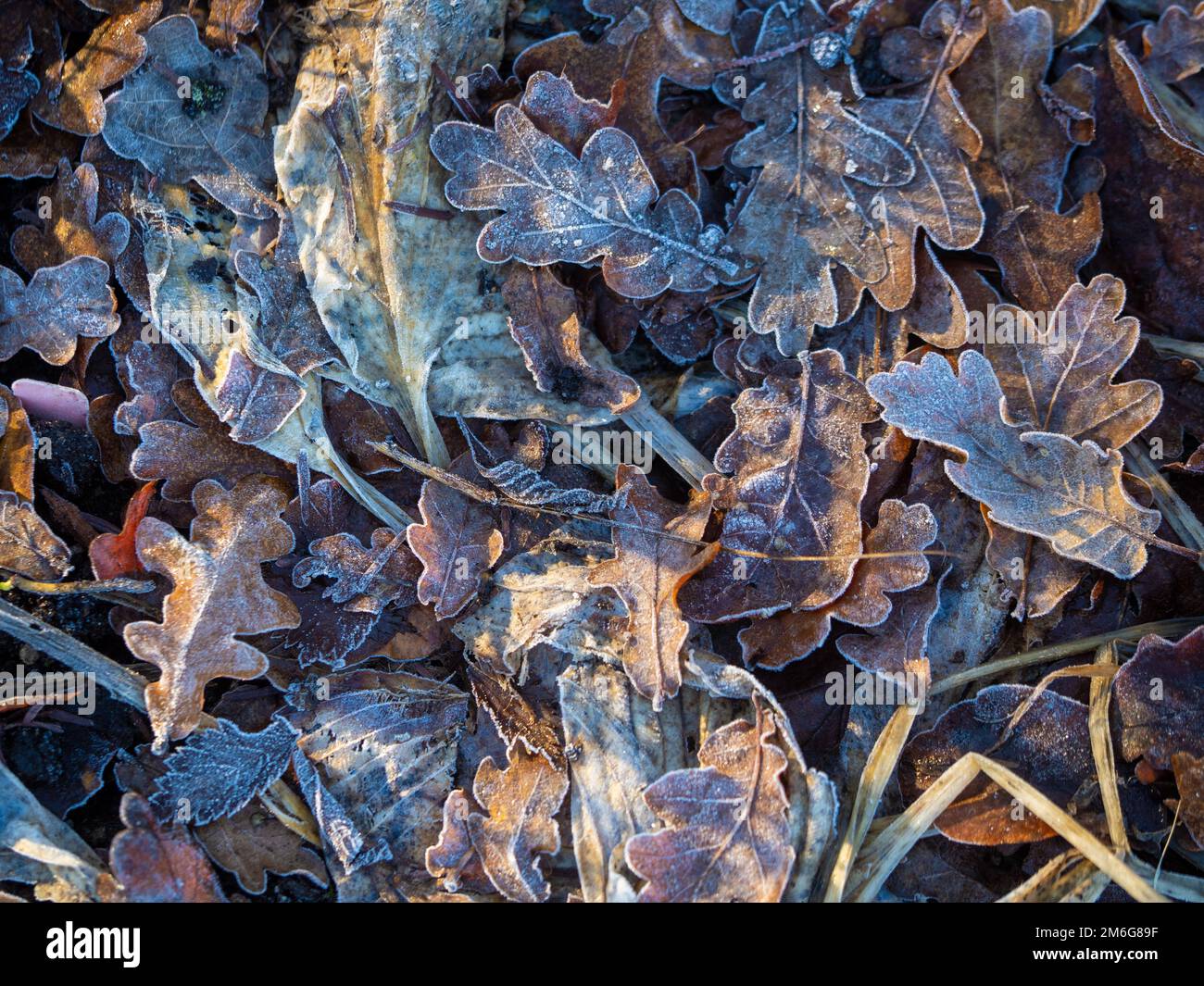 Frostbedeckte tote Eichenblätter, die im Winter in einem britischen Garten auf dem Boden liegen. Stockfoto