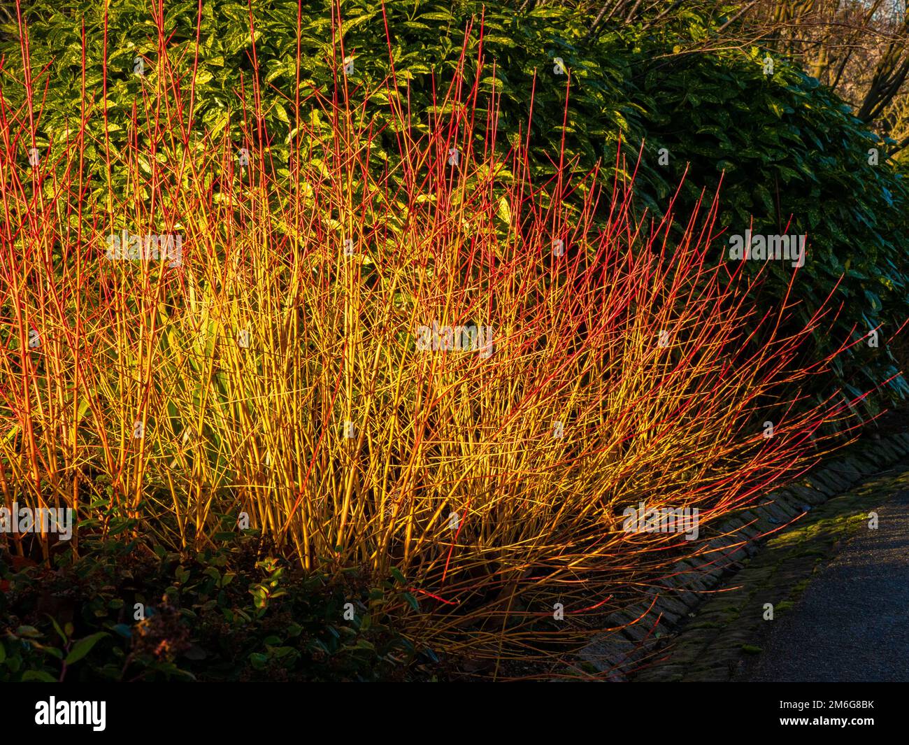 Die sonnenbeleuchteten roten und gelben Stämme von Cornus sanguinea „Midwinter Fire“ wachsen im Winter in einem britischen Garten. Stockfoto