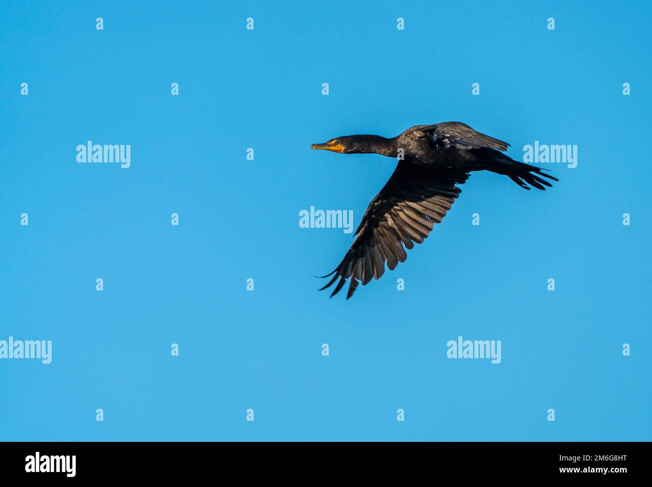 Kormoran im Flug Stockfoto