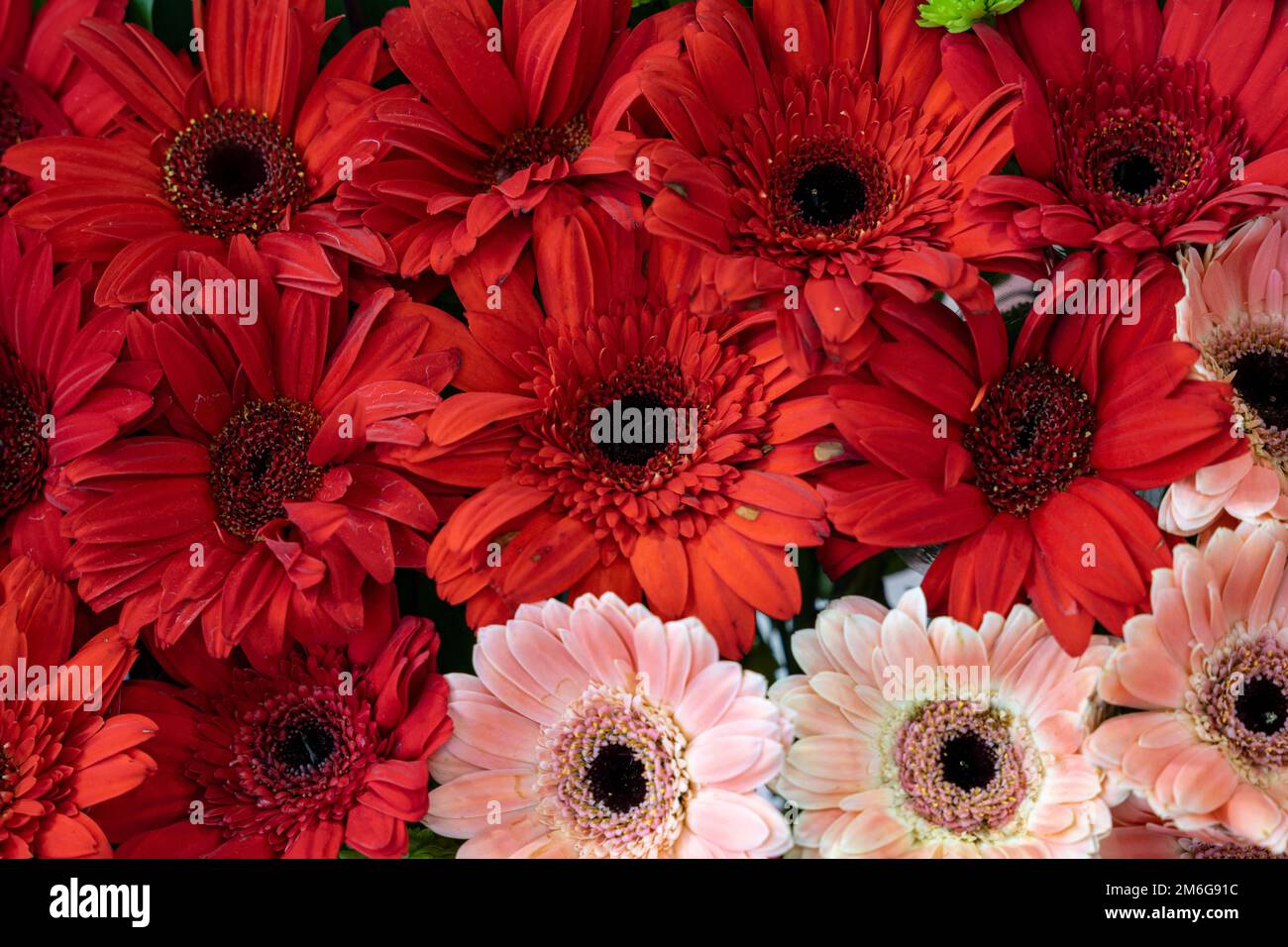 Nahaufnahme der roten und rosafarbenen Gerbera-Gänseblümchen im Hintergrund. Botanik, Gartenarbeit, Blumen-, Pflanzen- und Blumenkonzept. Stockfoto