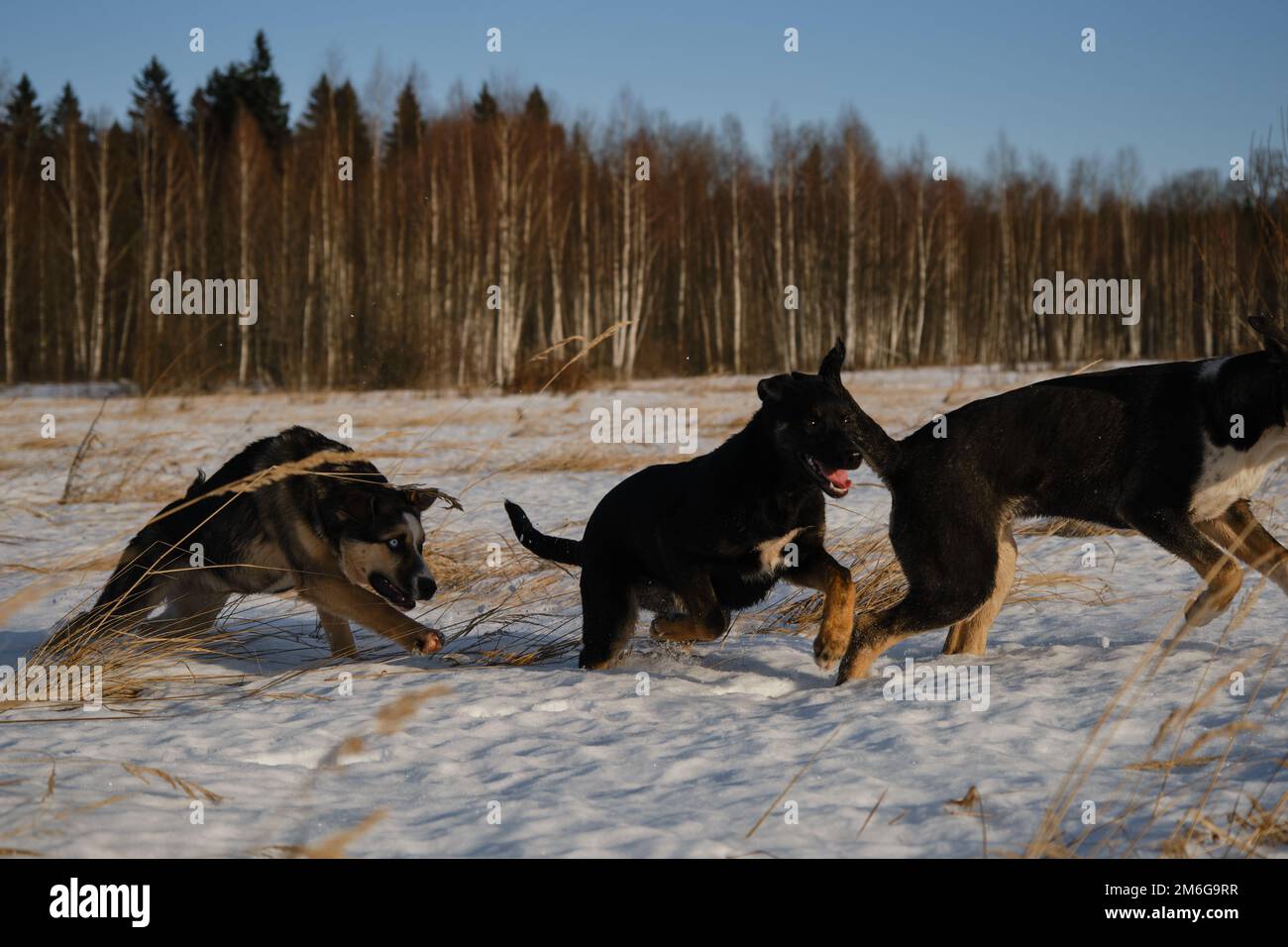 Schlittenhundezwinger draußen. Alaska-Husky-Welpen desselben Wurfs wandern an einem frostigen, sonnigen Wintertag auf dem Feld durch Schnee. Junge Hunde haben Spaß und aktiv Stockfoto