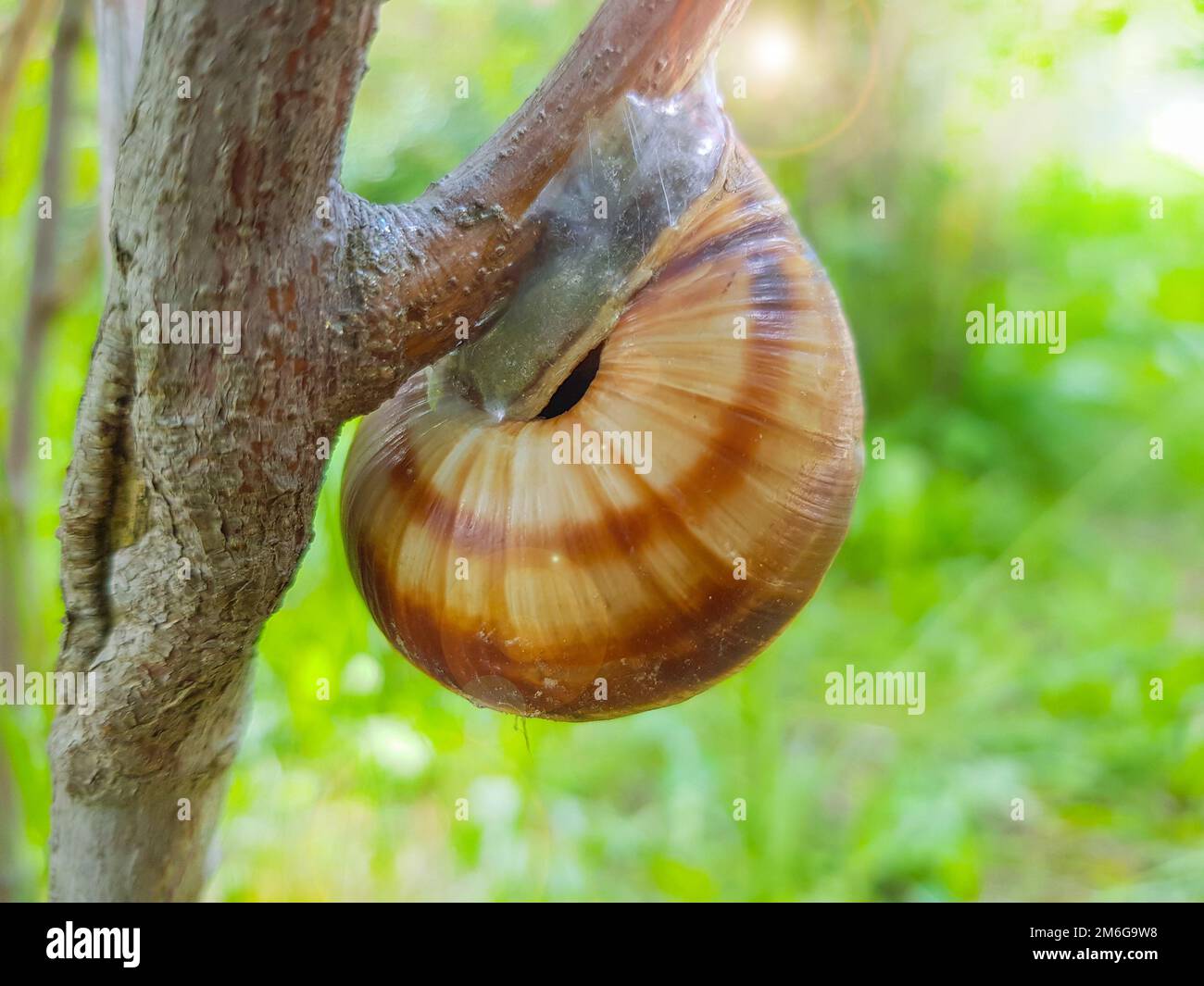 Nahaufnahme einer kleinen Gartenschnecke, die an einem sonnigen Sommertag vor dem Hintergrund der Natur auf einem Ast sitzt Stockfoto