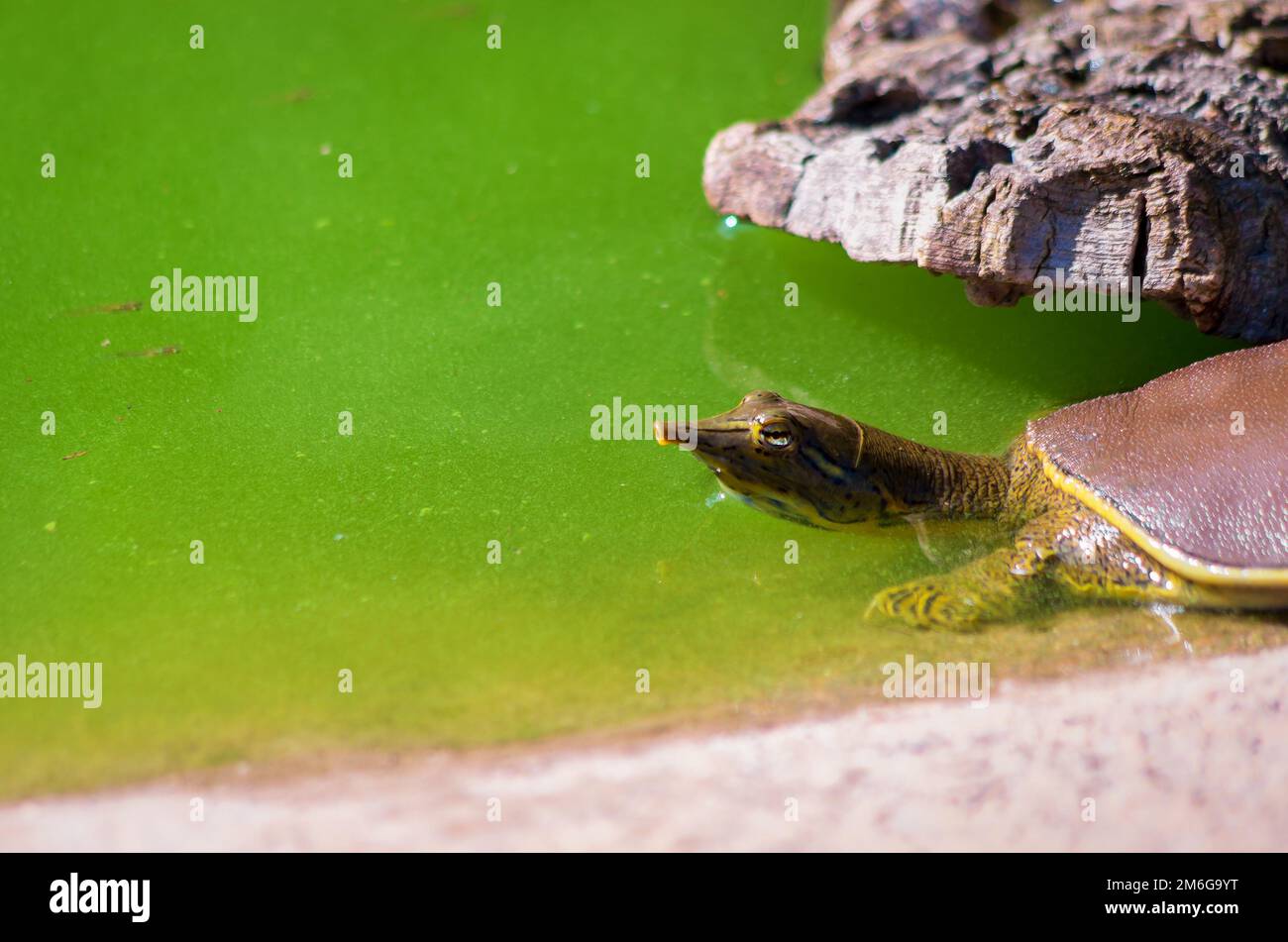 Trionyx de Floride, Apalone Ferox. Stockfoto