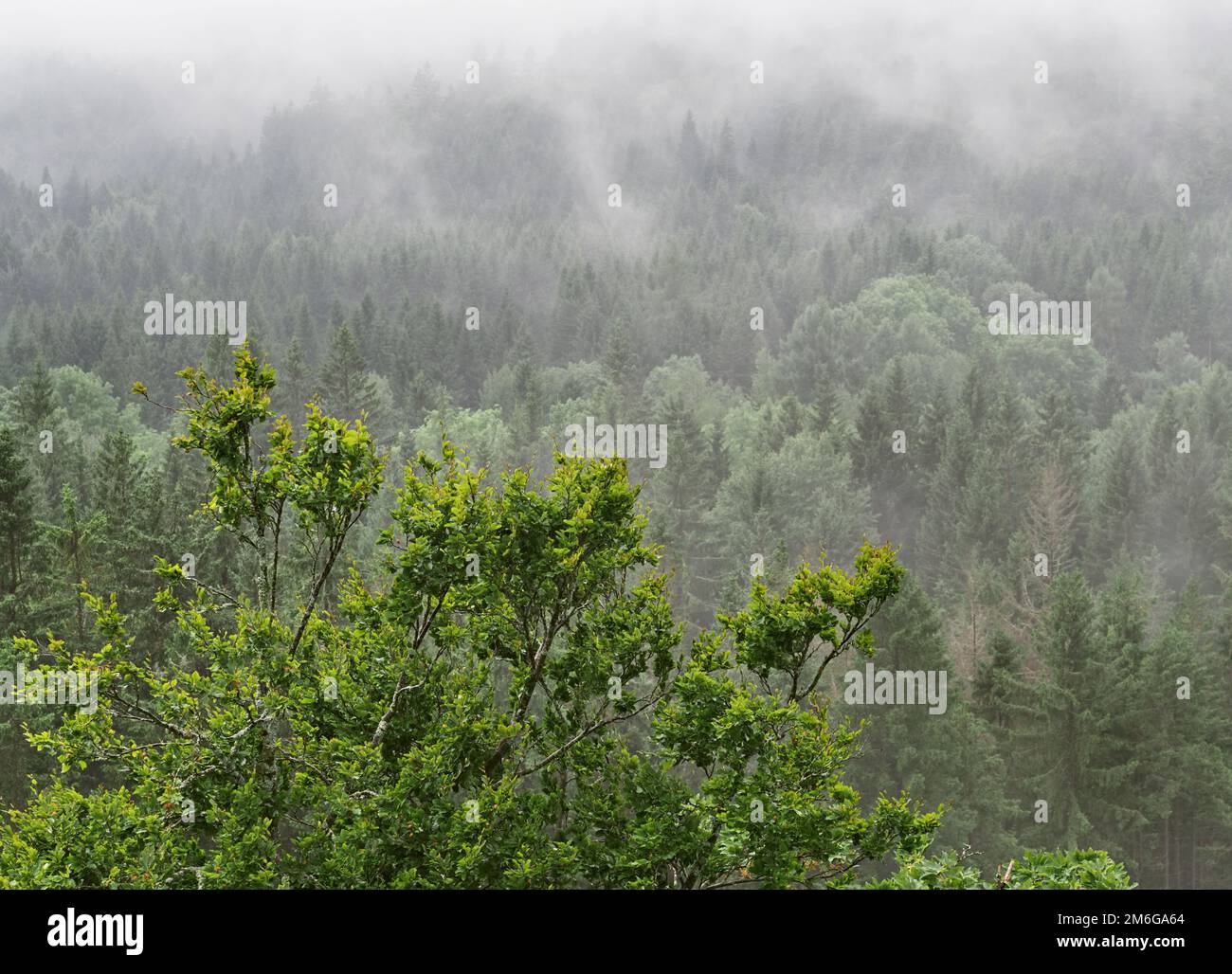 Nebliger Sommermorgen in den Bergen, Sumava, Tschechische Republik Stockfoto