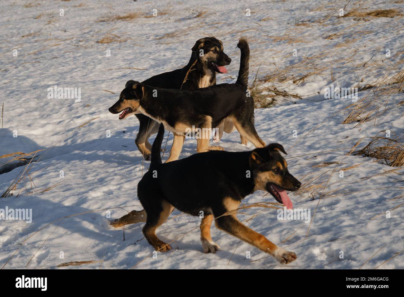 Schlittenhundezwinger draußen. Alaska-Husky-Welpen desselben Wurfs wandern an einem frostigen, sonnigen Wintertag auf dem Feld durch Schnee. Junge Hunde haben Spaß und aktiv Stockfoto