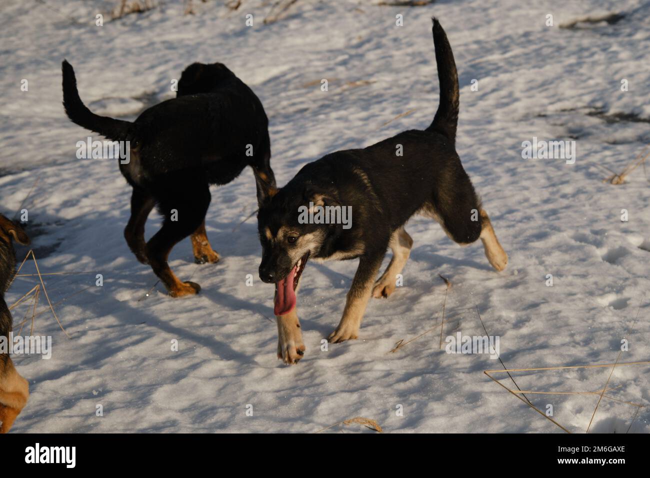 Schlittenhundezwinger draußen. Alaska-Husky-Welpen desselben Wurfs wandern an einem frostigen, sonnigen Wintertag auf dem Feld durch Schnee. Junge Hunde haben Spaß und aktiv Stockfoto