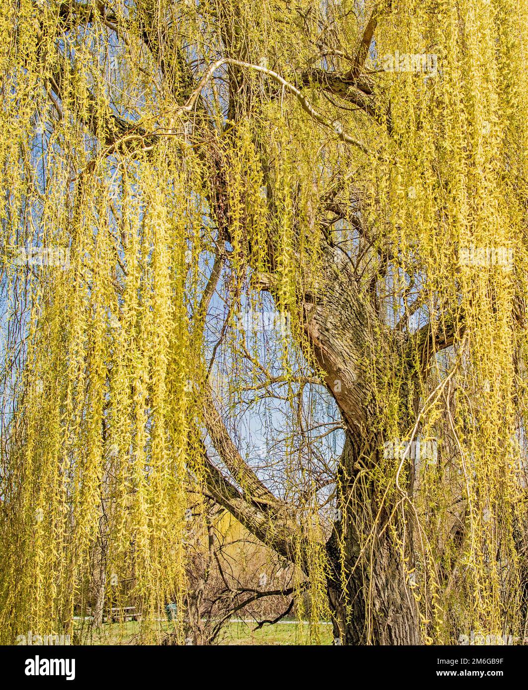 Trauerweide „Salix alba tristis“ Bodensee Küste Reichenau Insel Stockfoto
