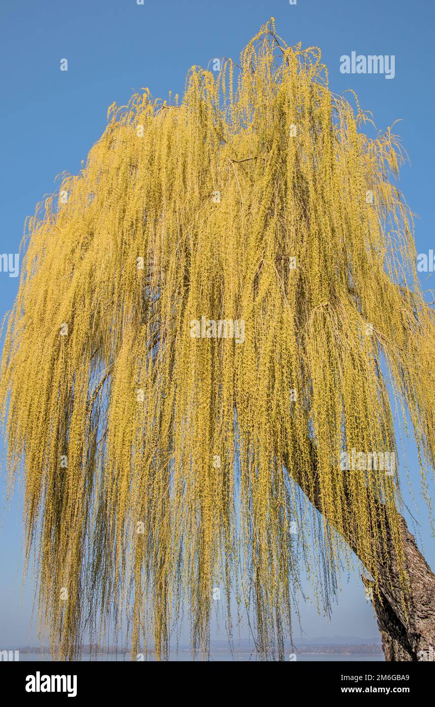 Trauerweide „Salix alba tristis“ Bodensee Küste Reichenau Insel Stockfoto