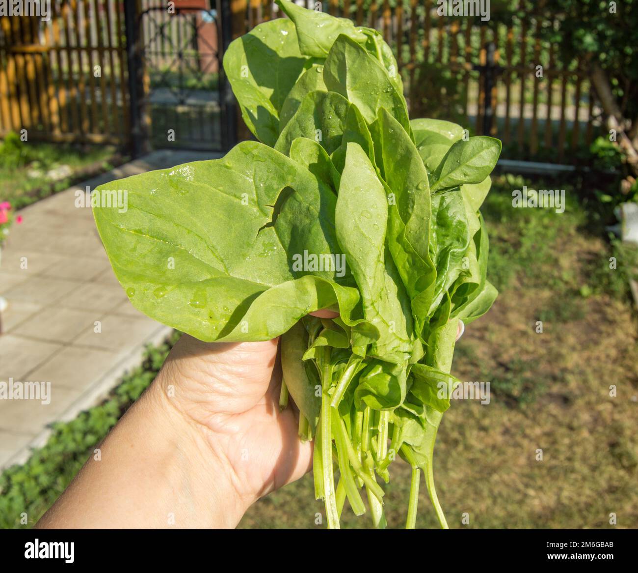 Die Hand einer Frau hält einen frisch geschnittenen Haufen jungen grünen Spinats, im Freien, helles Sonnenlicht und Schatten, Nahaufnahme Stockfoto