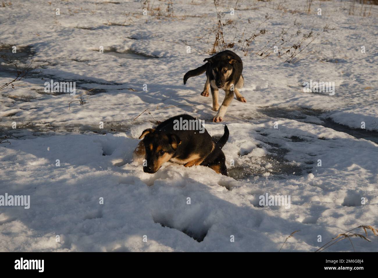 Schlittenhundezwinger draußen. Alaska-Husky-Welpen desselben Wurfs wandern an einem frostigen, sonnigen Wintertag auf dem Feld durch Schnee. Junge Hunde haben Spaß und aktiv Stockfoto
