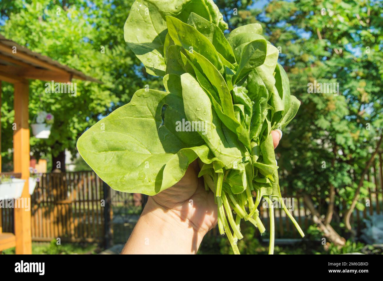 Die Hand einer Frau hält einen frisch geschnittenen Haufen jungen grünen Spinats, im Freien, helles Sonnenlicht und Schatten, Nahaufnahme Stockfoto
