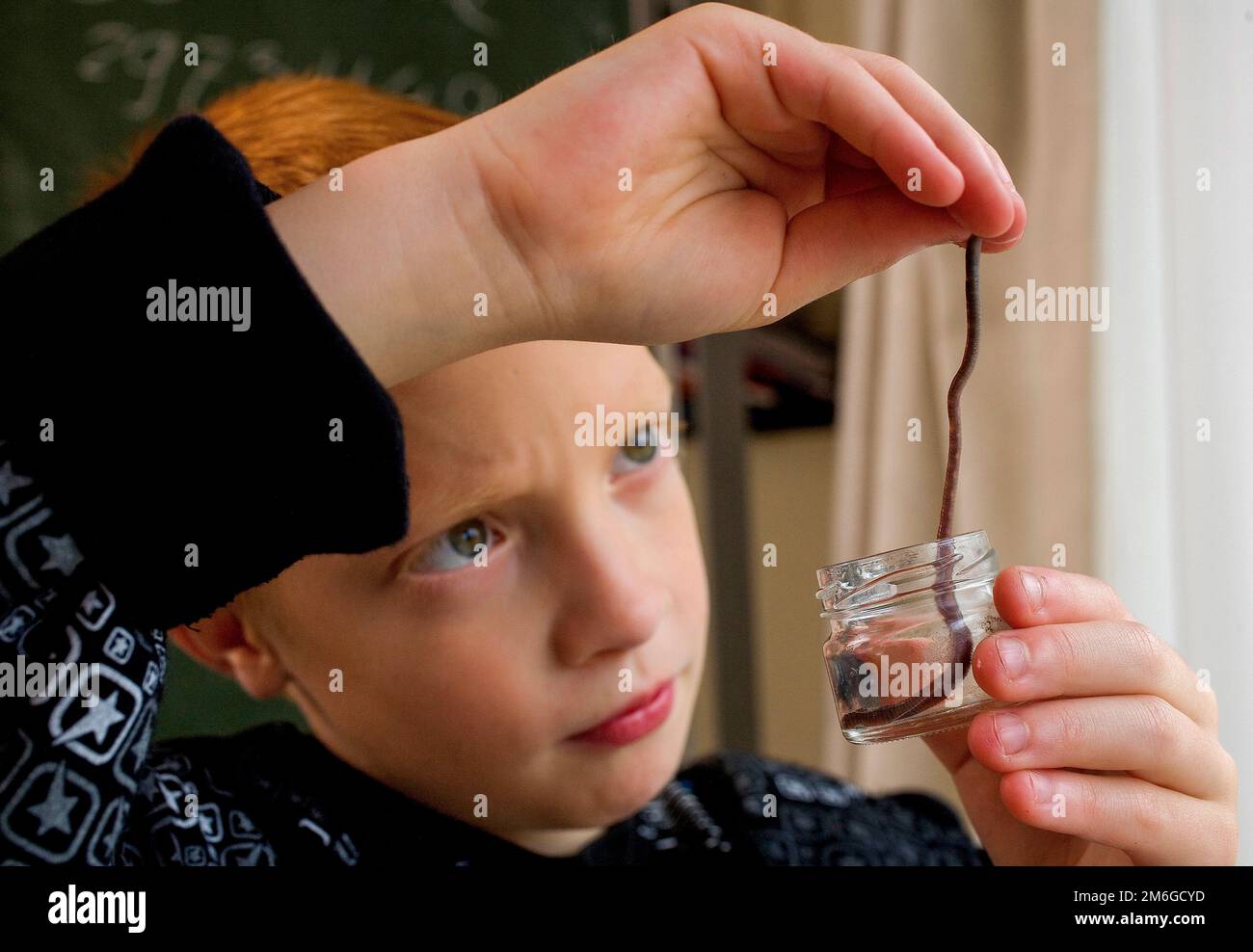 Niederlande, Kind studiert Regenwürmer im Glas während des Biologiestudiums. Stockfoto