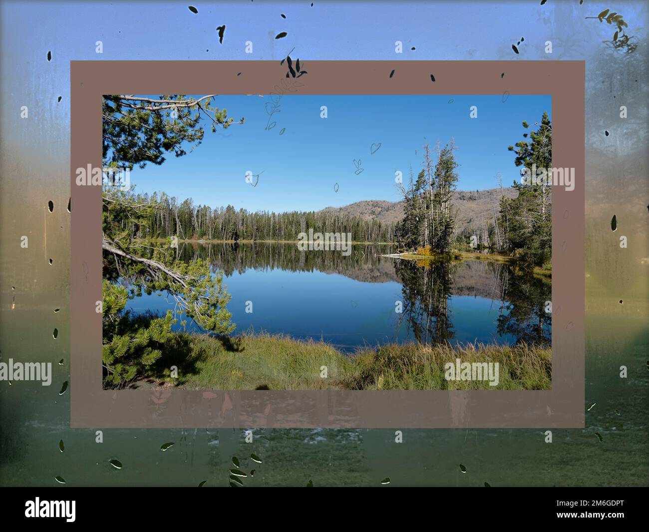 Der Sylvan Lake im Yellowstone-Nationalpark ist von einer Glasoberfläche eingerahmt, auf der ein Foto von Wasser und Blättern zu sehen ist. Sehen Sie eine Spiegelung von Bäumen. Stockfoto