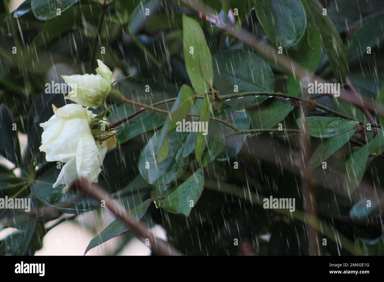 Weiße Rose im Herbst unter Regen. Stockfoto