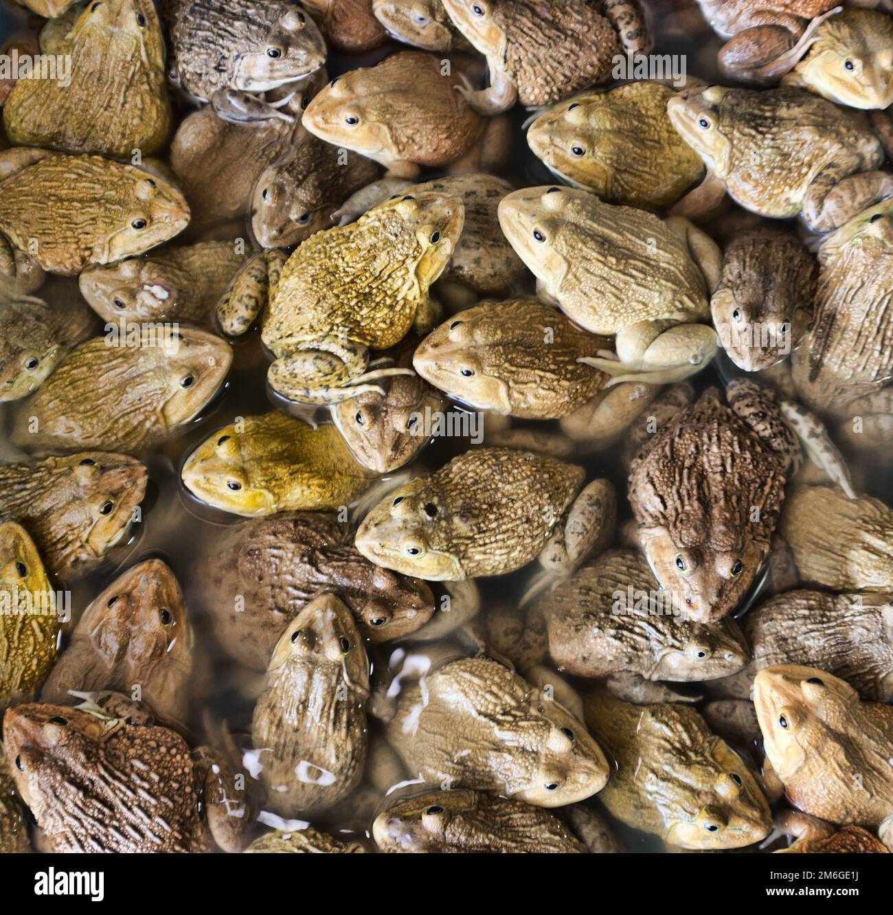 Chinesische Bullfrog auf dem Markt Stockfoto