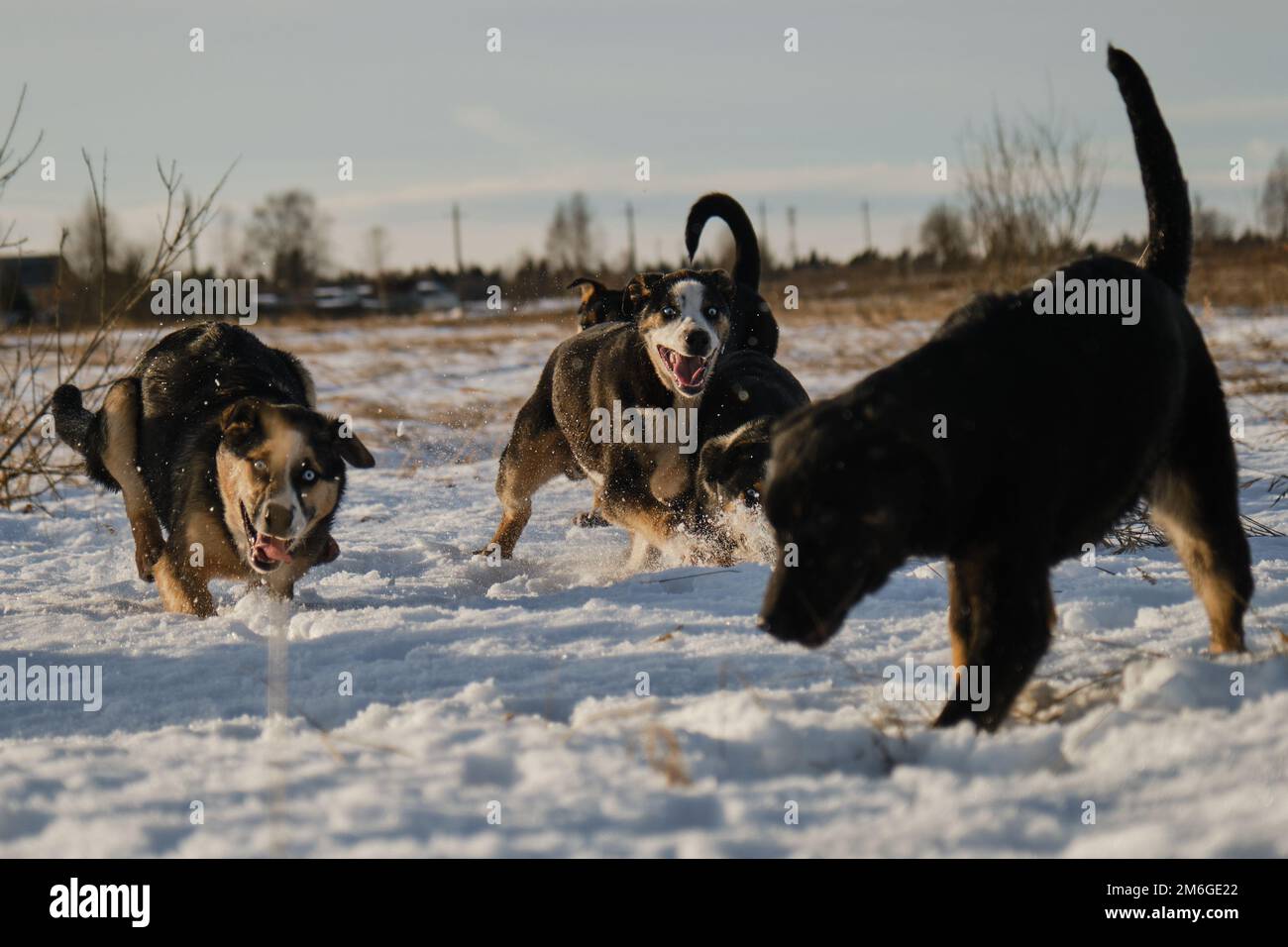 Schlittenhundezwinger draußen. Alaska-Husky-Welpen desselben Wurfs wandern an einem frostigen, sonnigen Wintertag auf dem Feld durch Schnee. Junge Hunde haben Spaß und aktiv Stockfoto