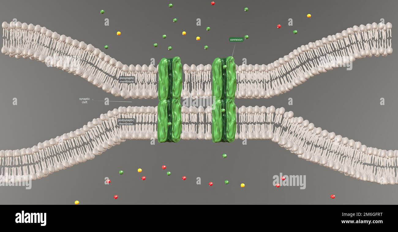 Eine elektrische Synapse ist eine mechanische Verbindung zwischen zwei