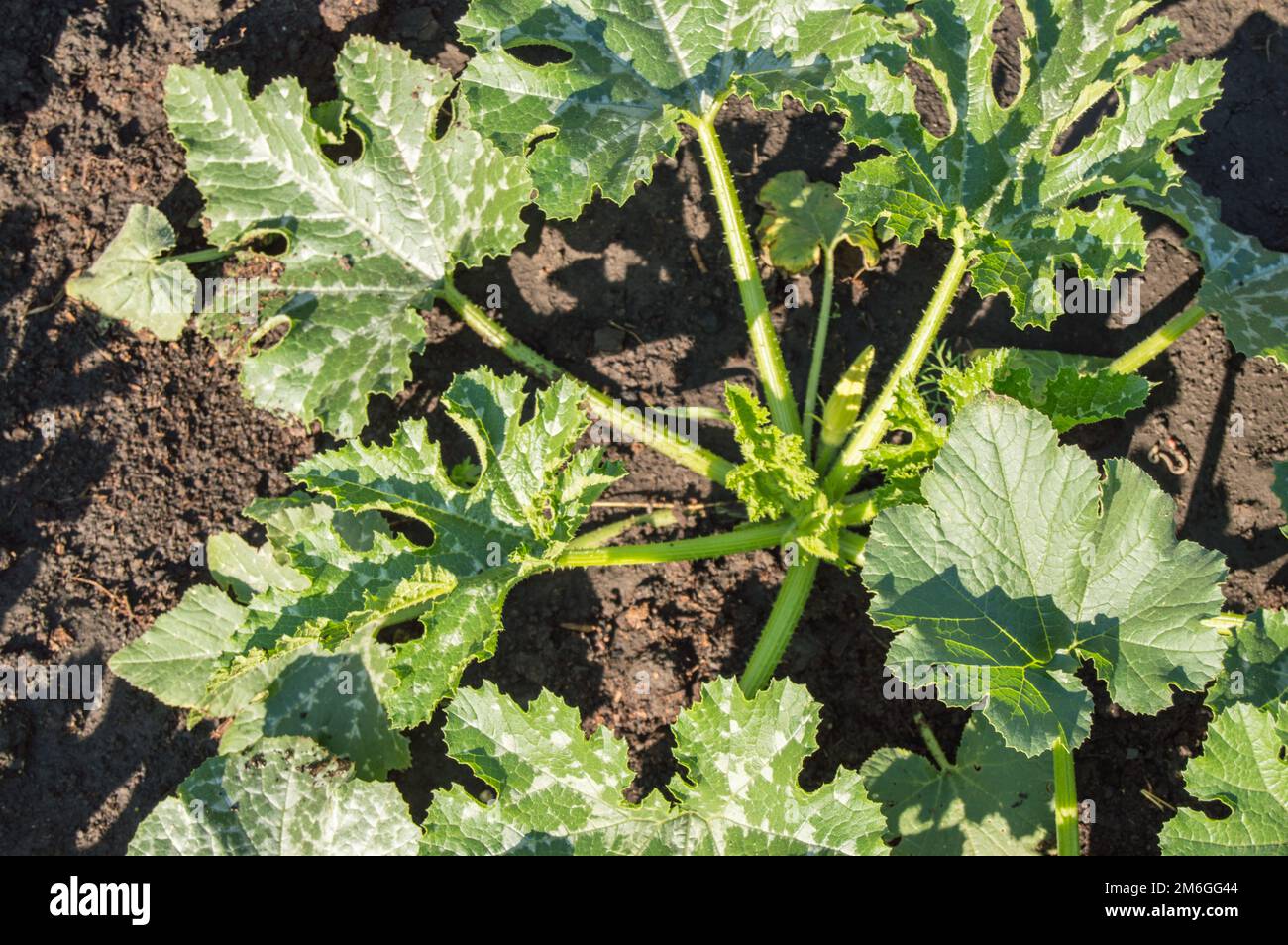 Draufsicht auf junge Bio-Zucchini-Sämlinge. Ökologischer Landbau. Mulchende Gemüsebetten Stockfoto