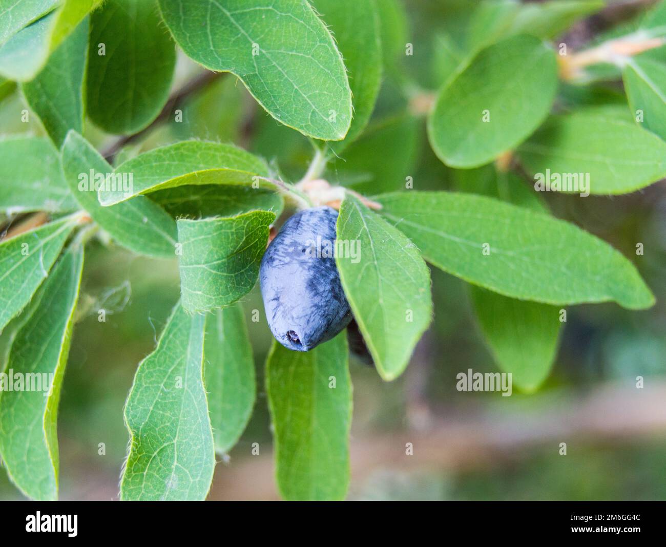 Reife und saftige Honigsaugbeeren auf grünen Blättern. Vegetarischer Hintergrund, Wildtierkonzept mit grünem Strauß, NAHAUFNAHME Stockfoto