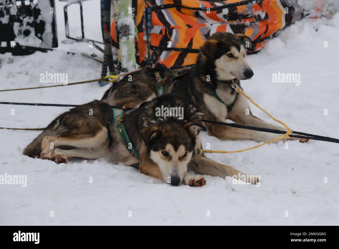 Ein Team von Alaska Husky-Schlittenhunden des Nordens im Winter in einem Gurtzeug. Sporthunde ruhen sich nach dem Rennen oder Training aus. Schlittenfahrten bringen Hunde auf Schnee. Lügen, die ruhen Stockfoto