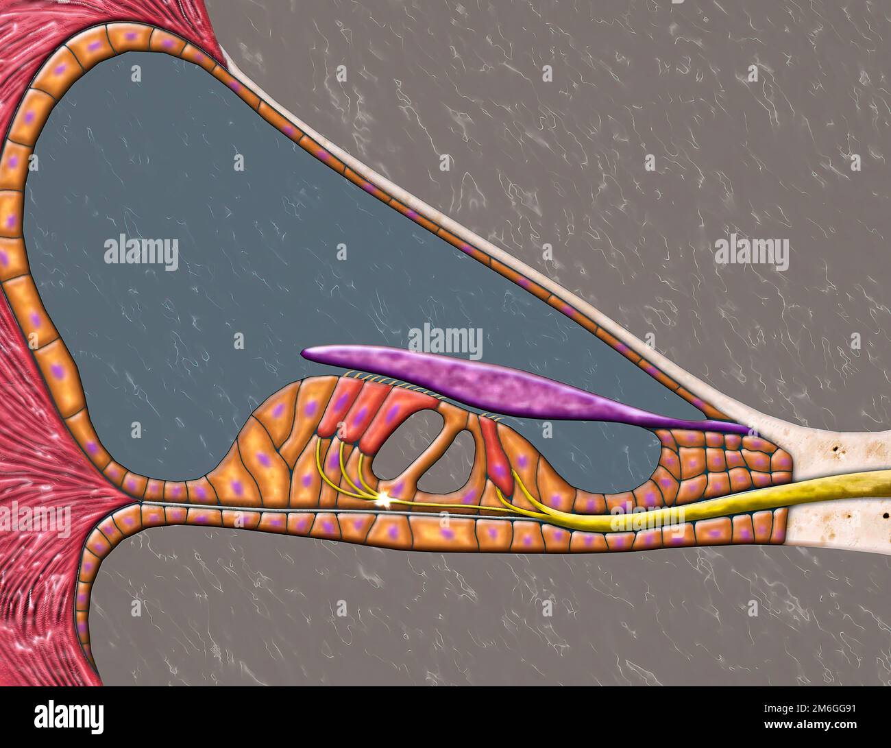 Das ist ein Organ des Innenohres, das sich in der Cochlea