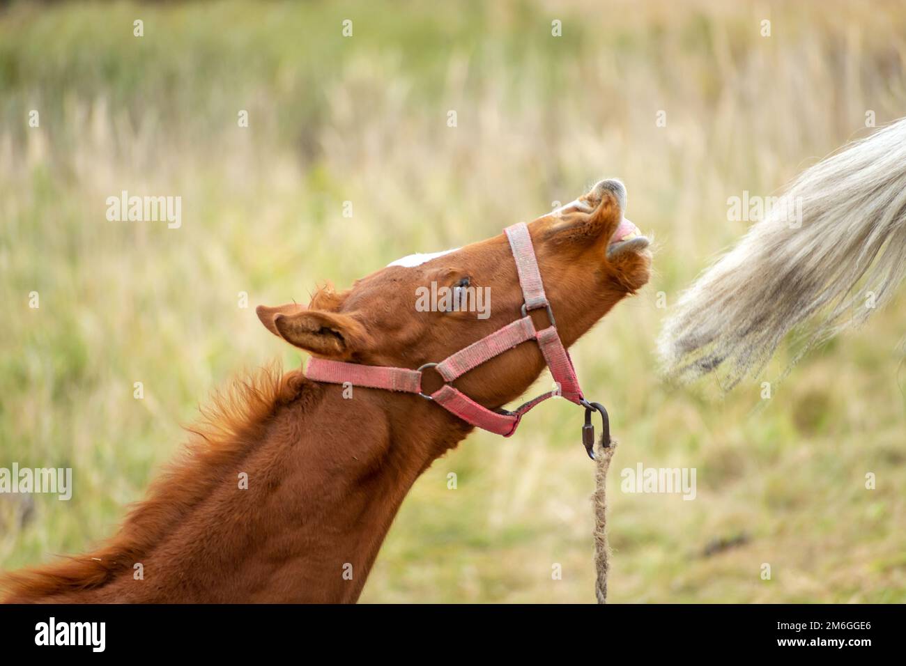 Ein hübsches braunes Fohlen auf der Weide Stockfoto