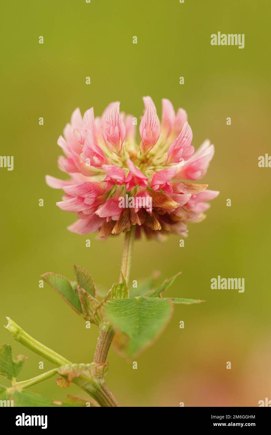 Natürliche Nahaufnahme auf einer leuchtend roten rosa Blume des Alsikenklees, Trifolium hybridum vor grünem Hintergrund Stockfoto