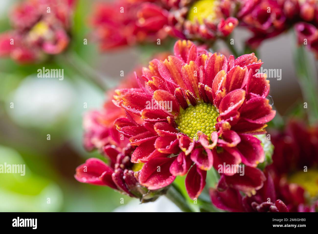 Schöne Chrysanthemen-Nahaufnahme Stockfoto