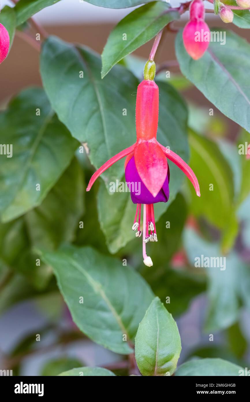 Kolibri-Fuchsia, Glockenbetonia-Blume Stockfoto