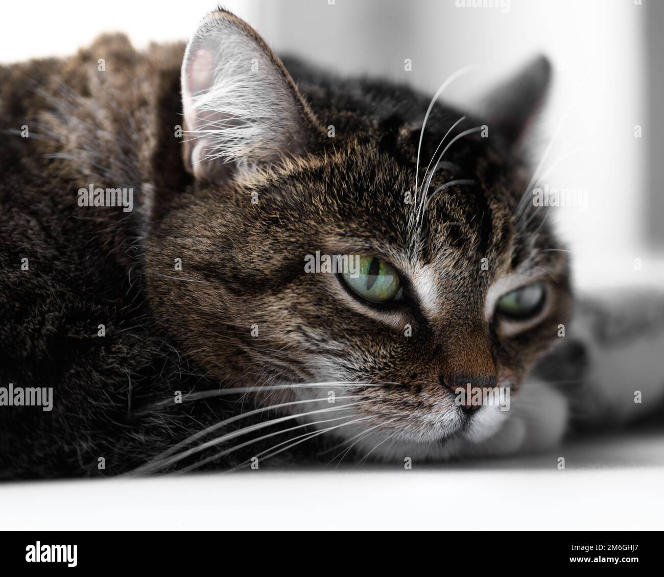 Porträt einer häuslichen grauen Katze Stockfoto