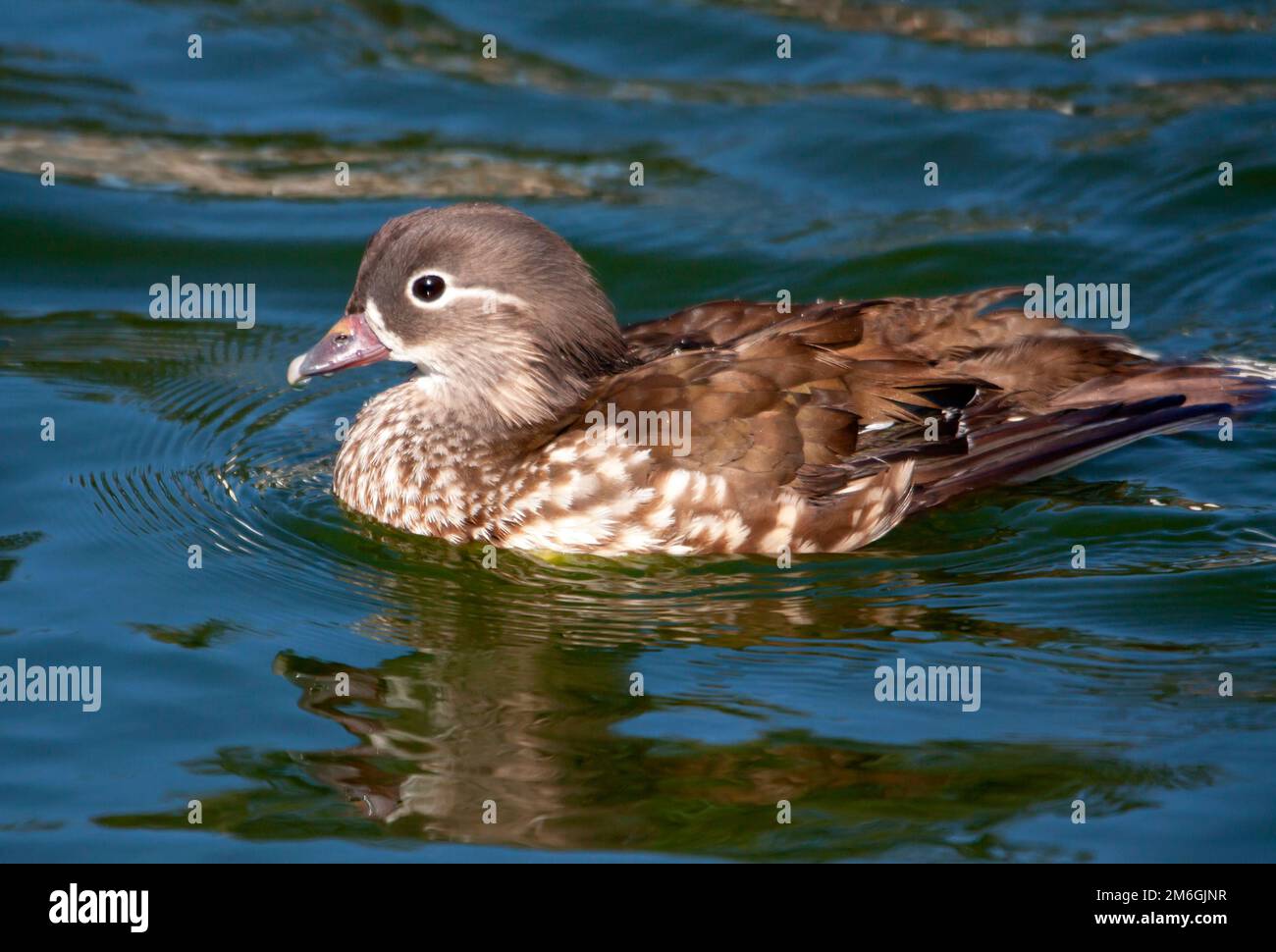 Canard carolin femelle sur l'étang Stockfoto