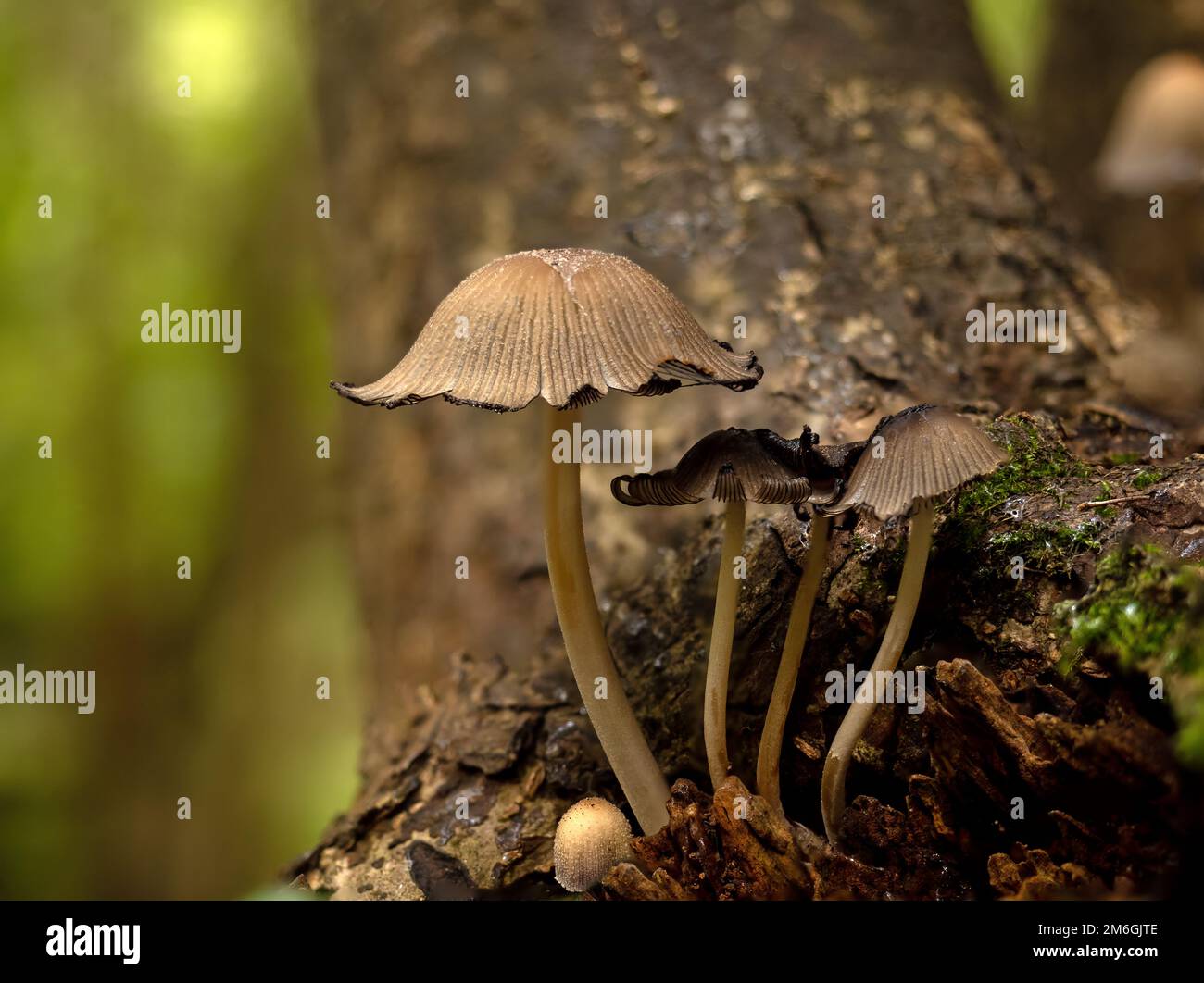 Glitzernde Inkcap-Pilze in Woodland in England Stockfoto