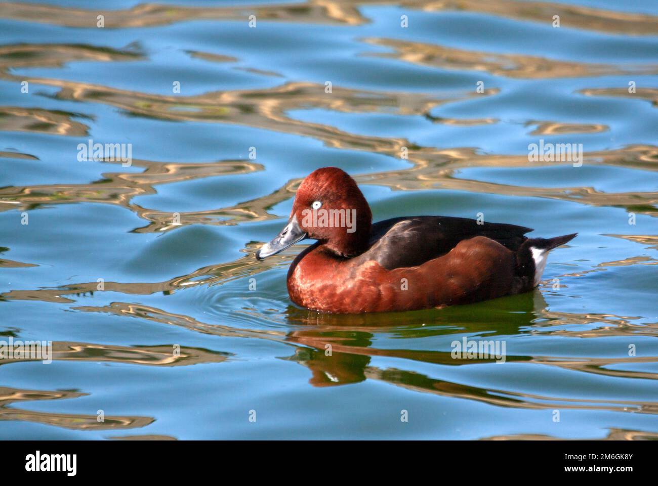 Fuligule nyroca d'Europe sur l'étang Stockfoto
