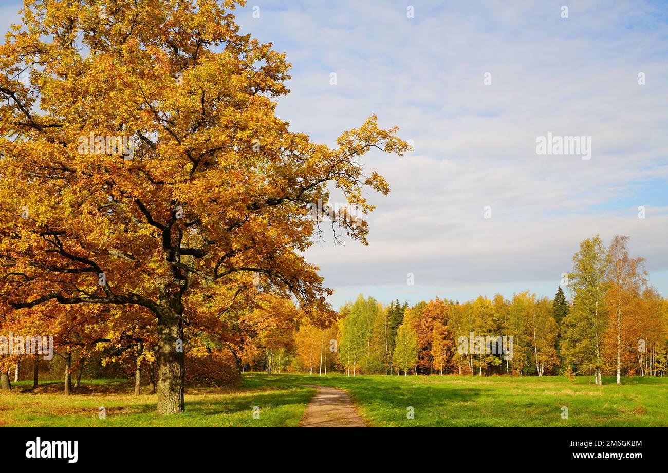 Helle und farbenfrohe Herbstlandschaft im Babolovsky Park Stockfoto