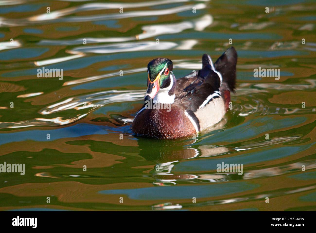 Canard carolin mâle sur l'étang Stockfoto
