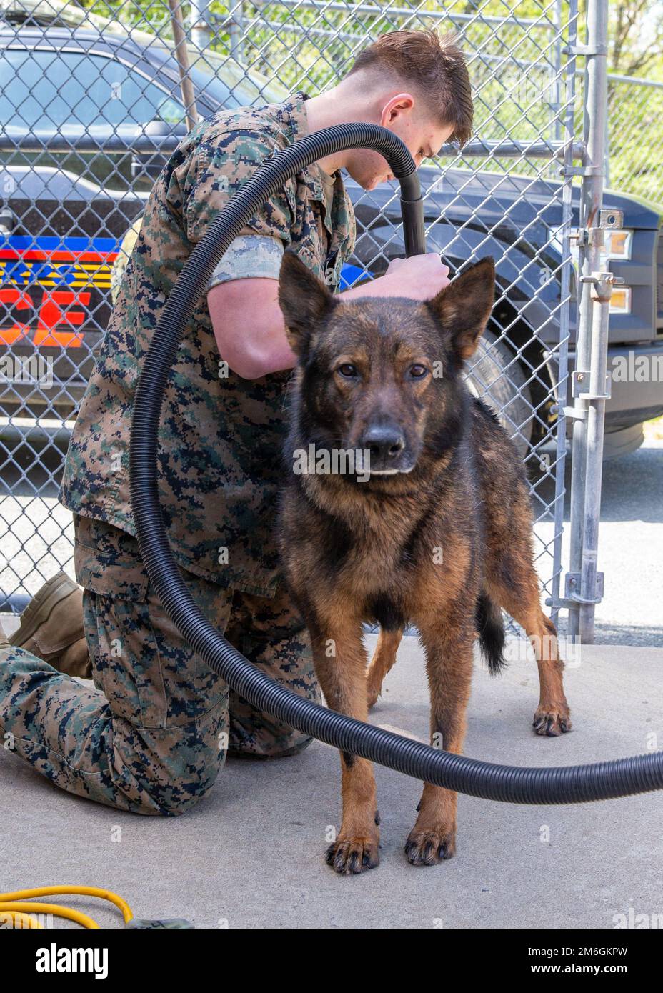 USA Thomas C. Kinser, militärischer arbeitender Hundeführer, Marschallmeister des Sicherheitsbataillons, badet seinen militärisch arbeitenden Hund Faro auf der Marinekorps-Basis Quantico, Virginia, 27. April 2022. Die Betreuer pflegen ihre Hunde routinemäßig, um sicherzustellen, dass sie sauber und gesund sind. Die Betreuer sind für das Baden, Föhnen und Bürsten ihrer Hunde verantwortlich, je nach den individuellen gesundheitlichen Bedürfnissen des Hundes. Stockfoto