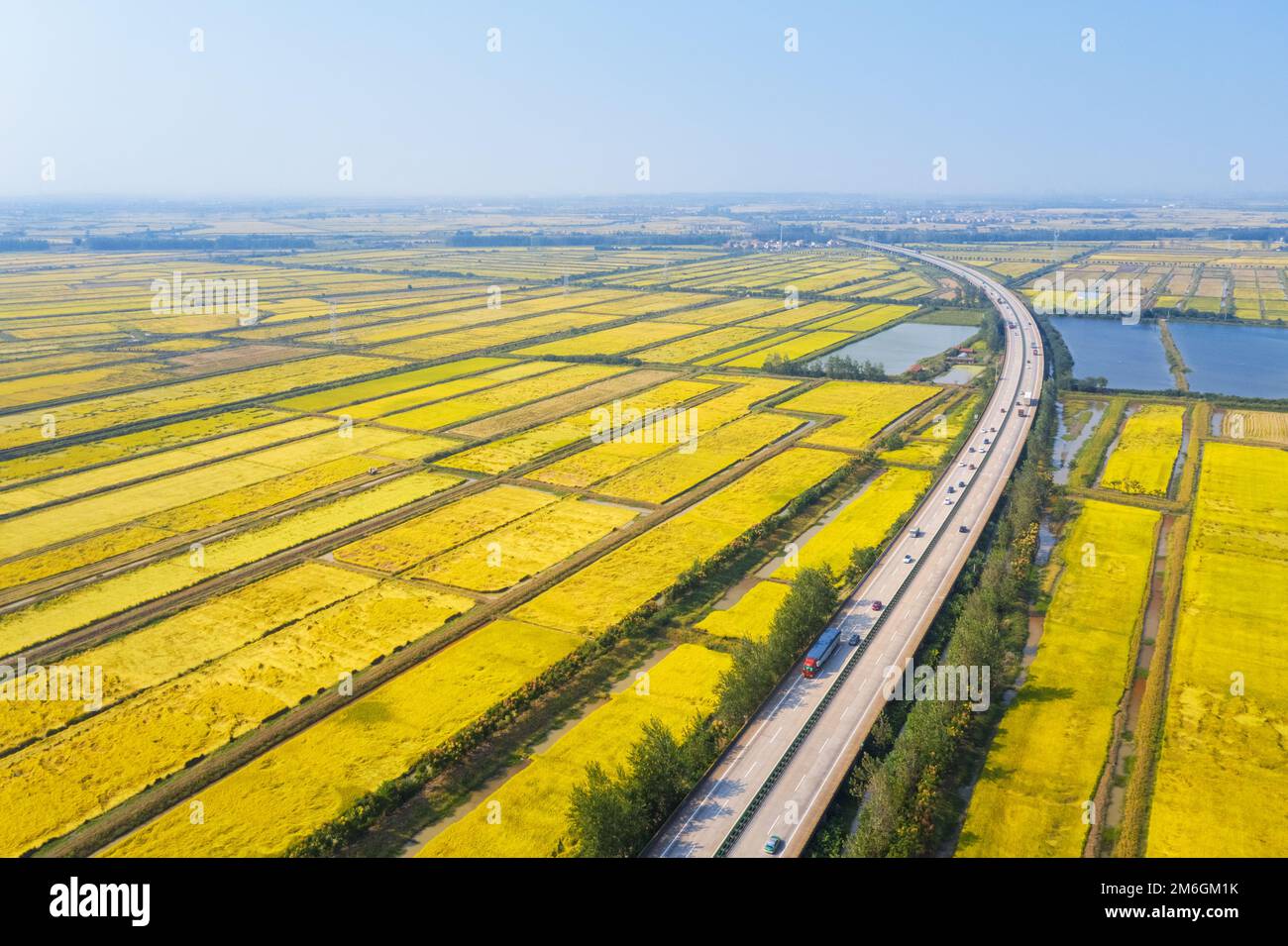 Autobahn auf Reisfeldern im Herbst Stockfoto