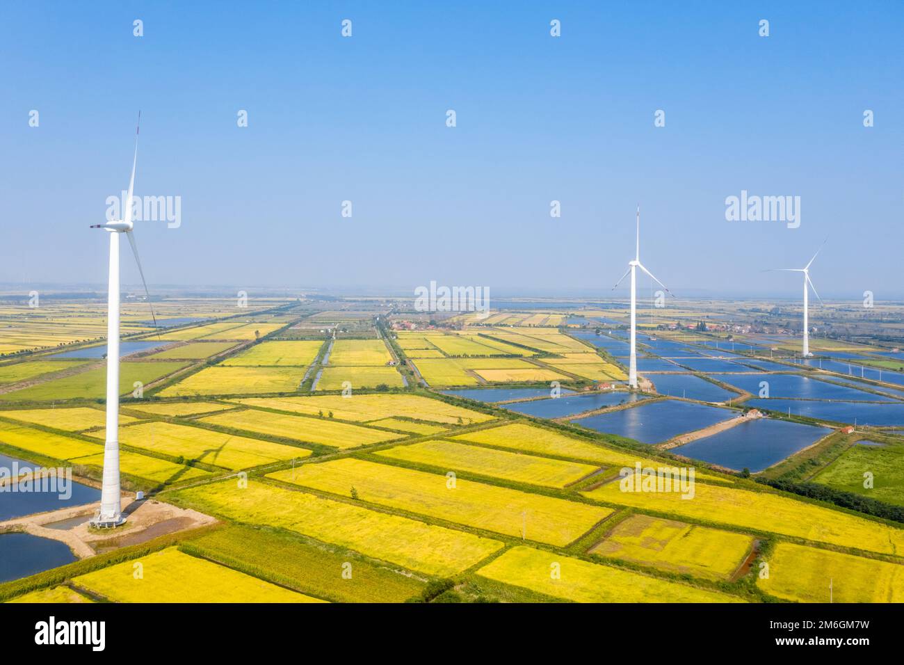 Windmühlen auf dem Reisfeld im Herbst Stockfoto