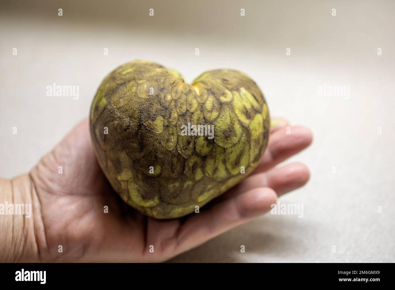 Die Cherimoya (Annona cherimola). Stockfoto