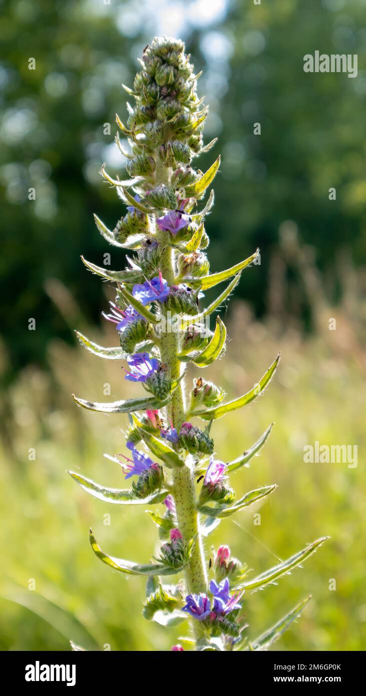 Wunderschöne Wildblumen und wilde Kräuter auf einer grünen Wiese