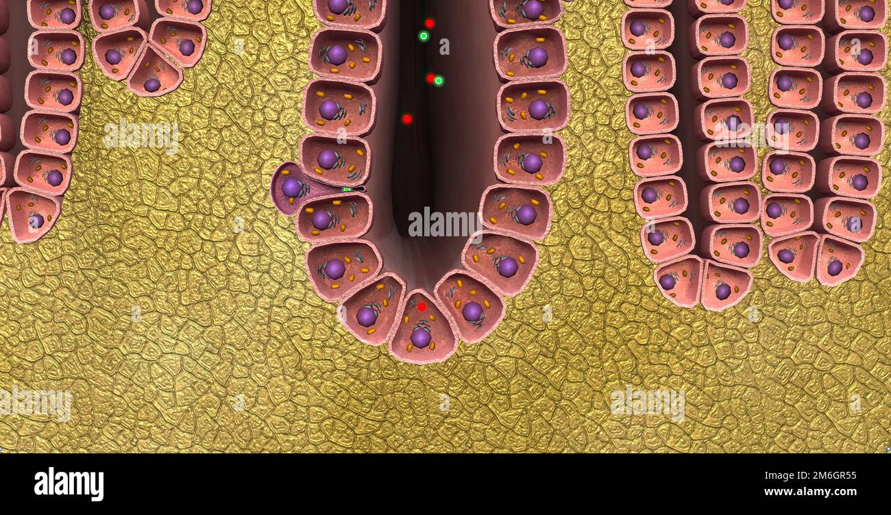 Mouth mucous membrane Fotos und Bildmaterial in hoher Auflösung