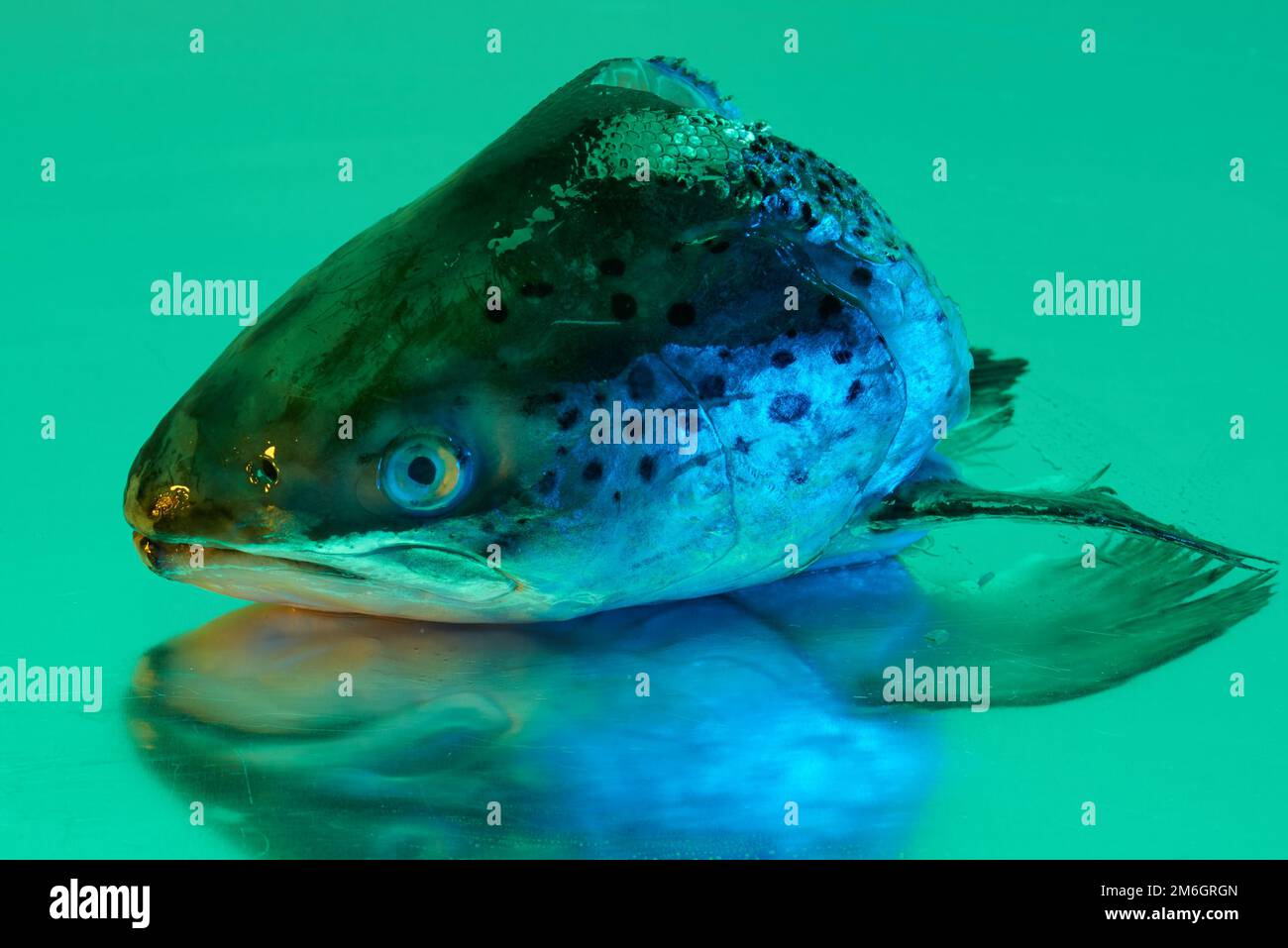 Ein Fischkopf aus Forellen, der auf einer steinlosen Metallfläche aus Stahl liegt und von einer farbigen Beleuchtung beleuchtet wird Stockfoto