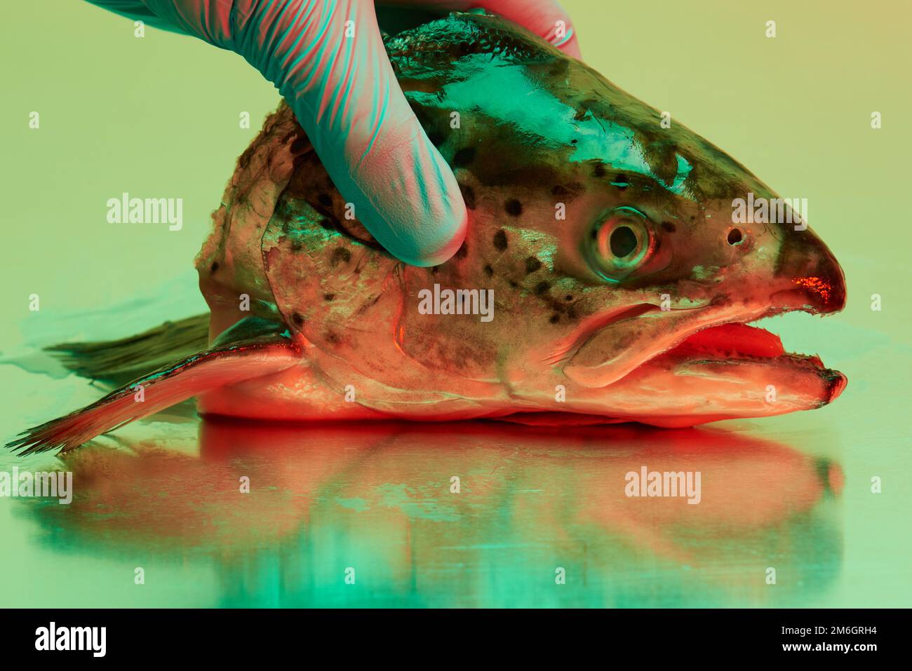 Ein Fischkopf aus Forellen, der auf einer steinlosen Metallfläche aus Stahl liegt und von einer farbigen Beleuchtung beleuchtet wird Stockfoto