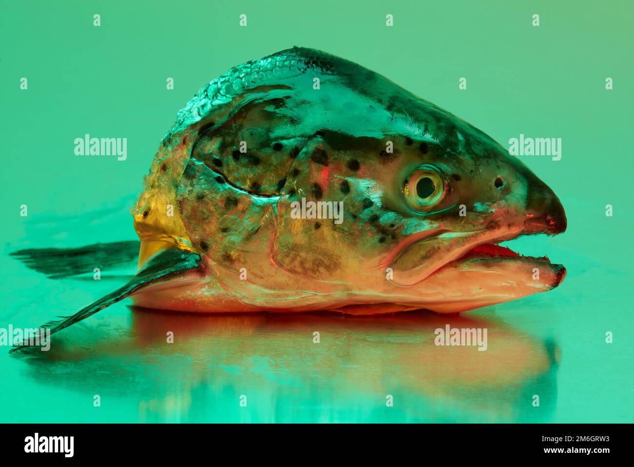 Ein Fischkopf aus Forellen, der auf einer steinlosen Metallfläche aus Stahl liegt und von einer farbigen Beleuchtung beleuchtet wird Stockfoto