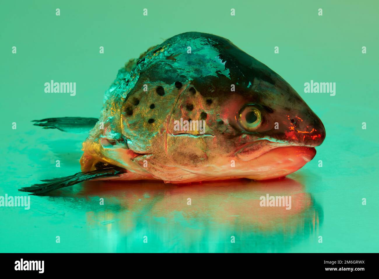 Ein Fischkopf aus Forellen, der auf einer steinlosen Metallfläche aus Stahl liegt und von einer farbigen Beleuchtung beleuchtet wird Stockfoto