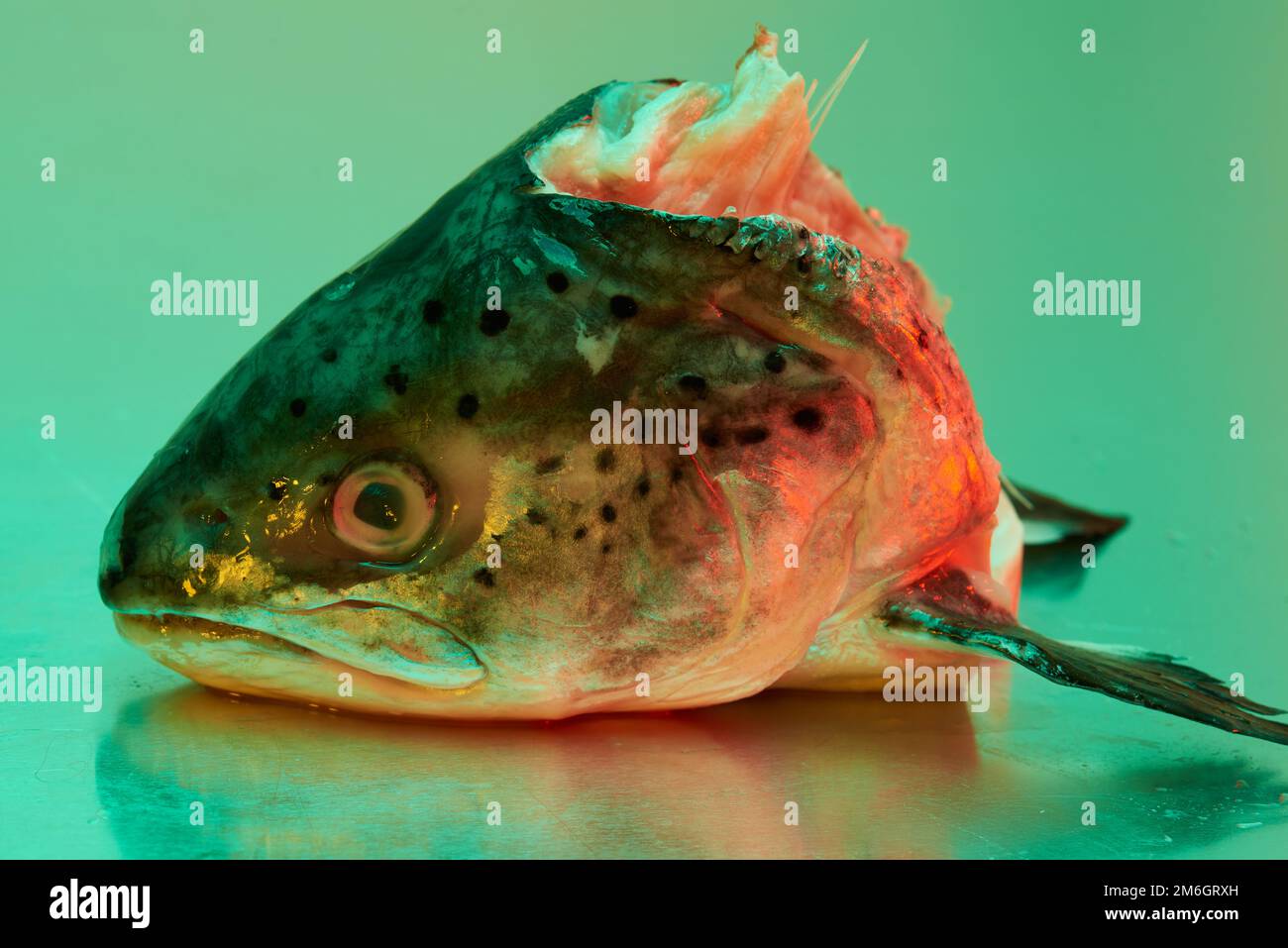 Ein Fischkopf aus Forellen, der auf einer steinlosen Metallfläche aus Stahl liegt und von einer farbigen Beleuchtung beleuchtet wird Stockfoto