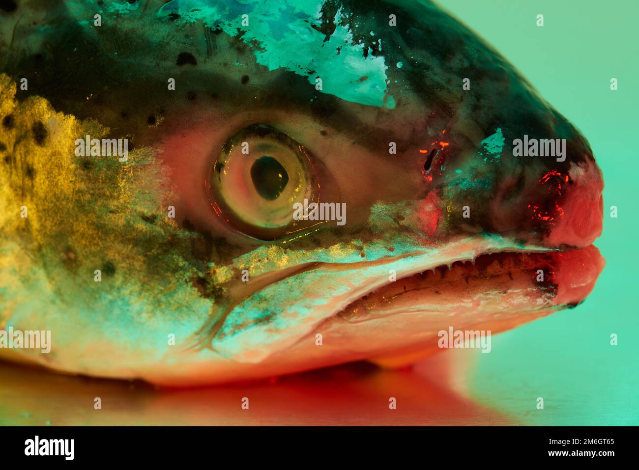 Ein Fischkopf aus Forellen, der auf einer steinlosen Metallfläche aus Stahl liegt und von einer farbigen Beleuchtung beleuchtet wird Stockfoto