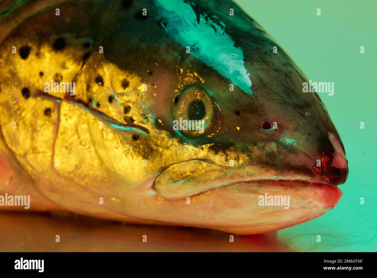 Ein Fischkopf aus Forellen, der auf einer steinlosen Metallfläche aus Stahl liegt und von einer farbigen Beleuchtung beleuchtet wird Stockfoto